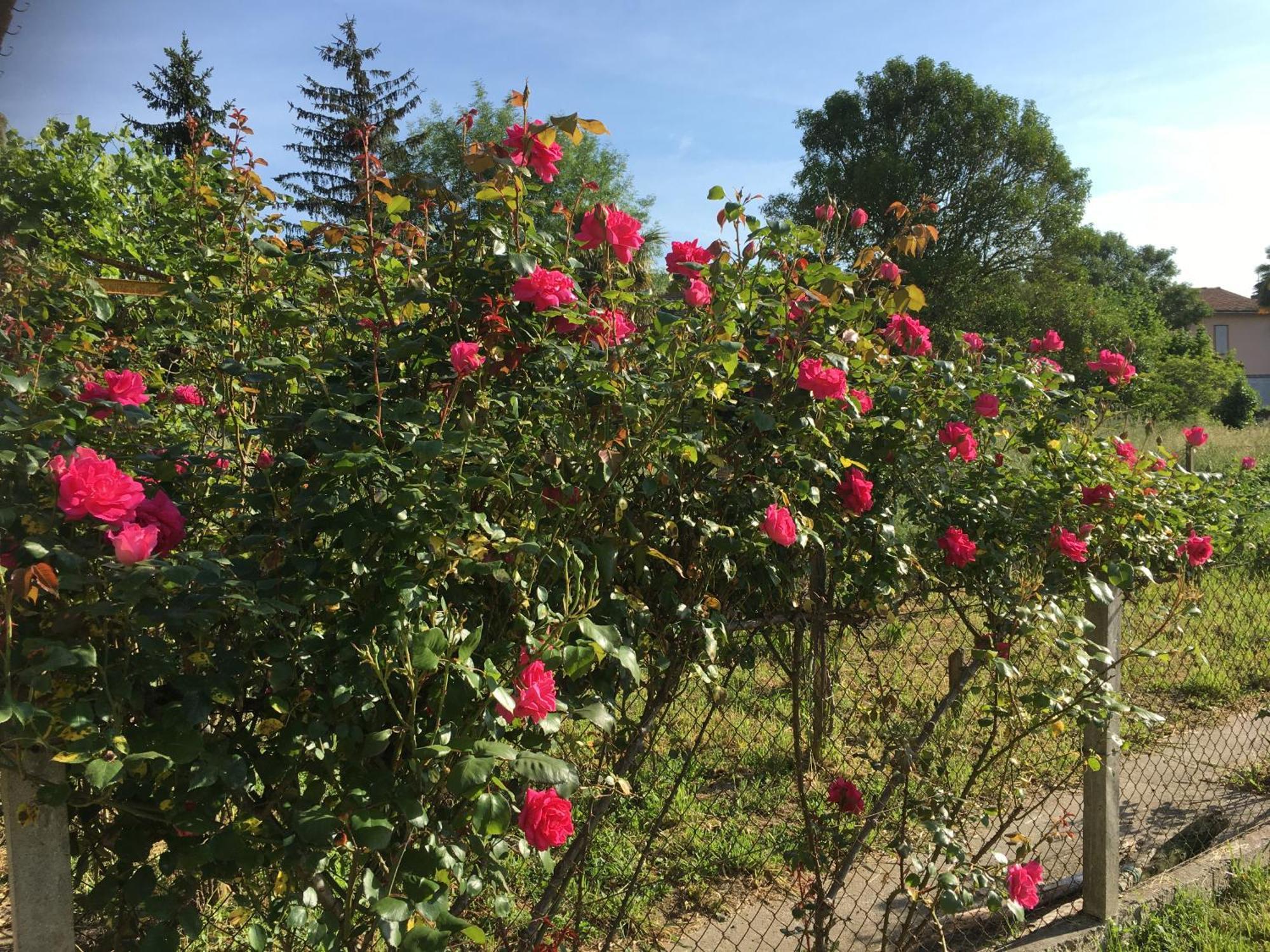 Chez Christian Bed & Breakfast LʼIsle-en-Dodon Dış mekan fotoğraf